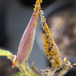 Companion Planting