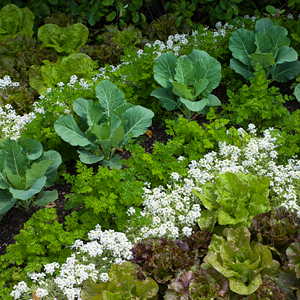 Companion Planting in the Fruit & Vegetable Garden