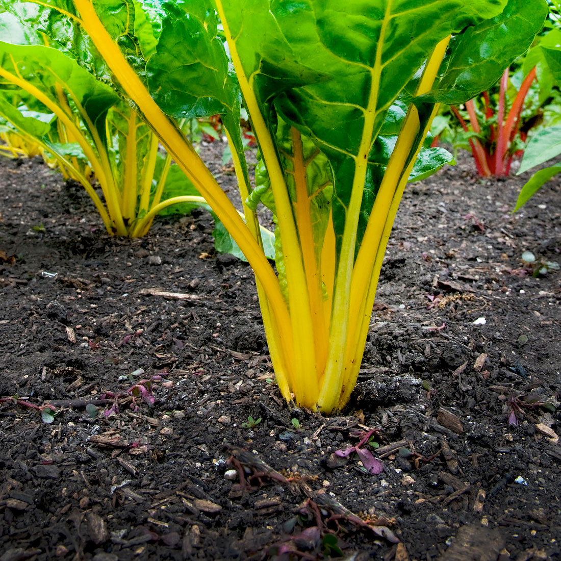 The Joy of Composting