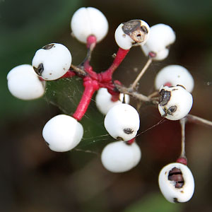 Actaea pachypoda