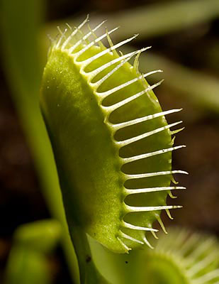 Venus Flytrap