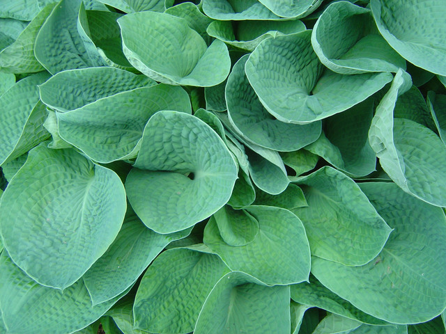 Crowded hostas with overlapping leaves could be separated for more plants.