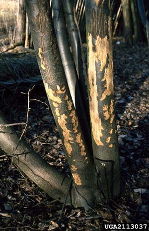 Deer damage to a Linden tree