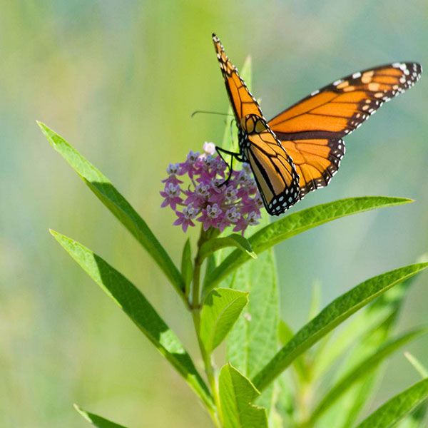 pollinator plants