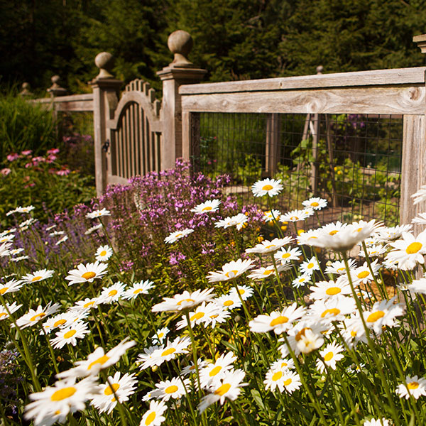 Cutting Garden