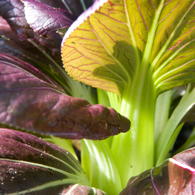 Bok Choy