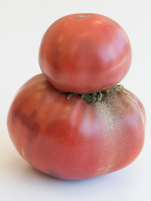 Fasciated tomato fruits