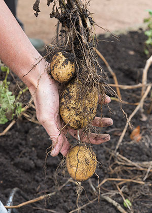 Freshly dug potatoes