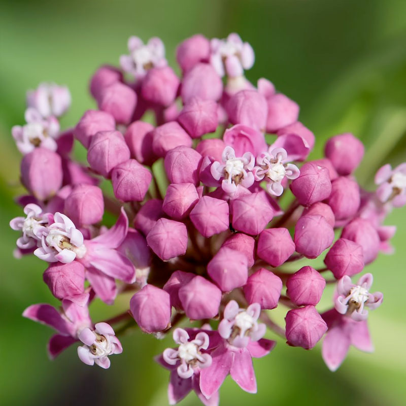 Asclepias incarnata