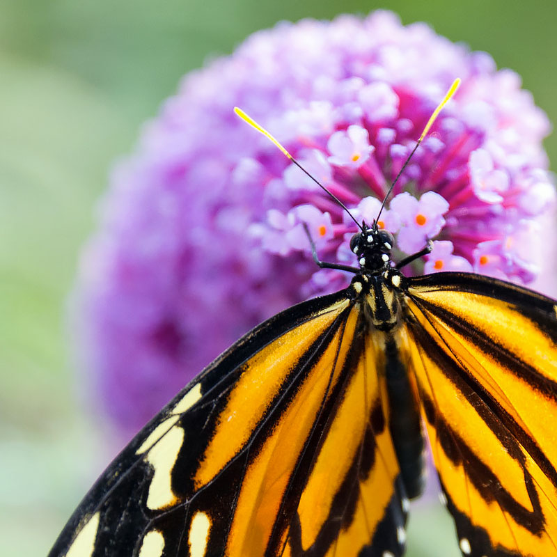 Gardening for Butterflies