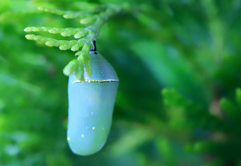 Monarch chrysalis