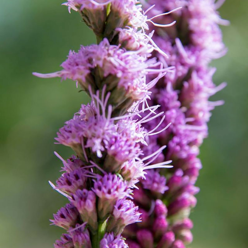 Liatris