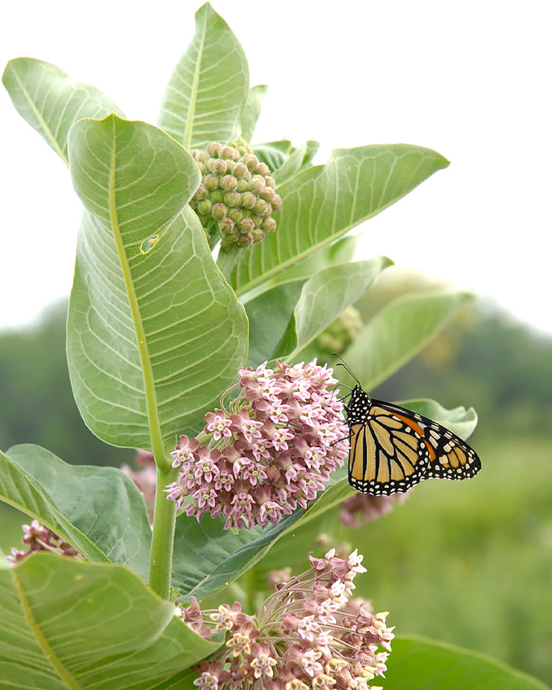 Gardening for Butterflies