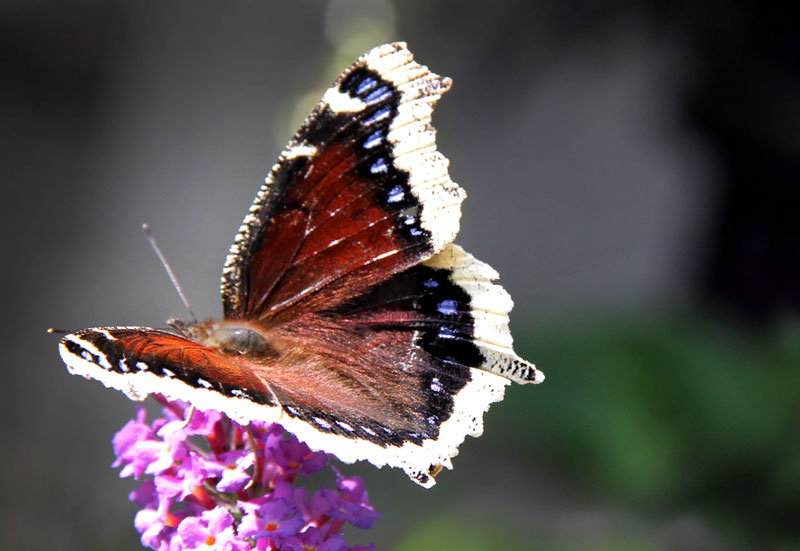 Mourning Cloak