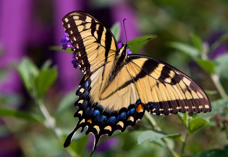 Tiger swallowtail