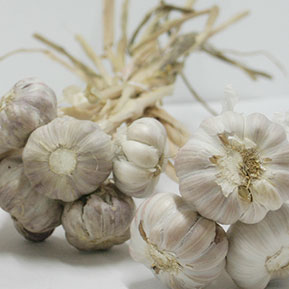 Bunched, dried garlic