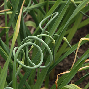 Garlic scapes in spring