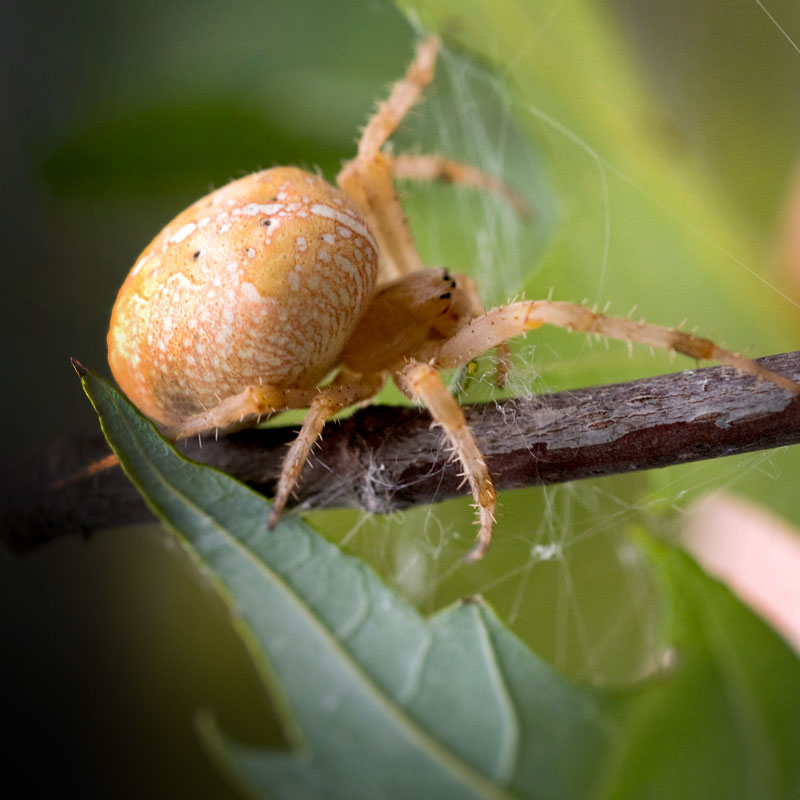 Halloween - Creepy Creatures