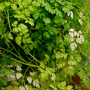 Chervil