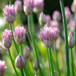 Chives