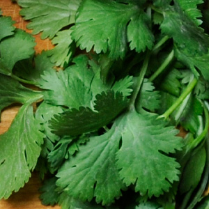 Cilantro