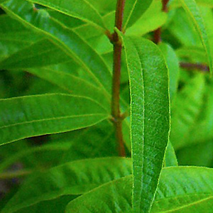 Lemon Verbena