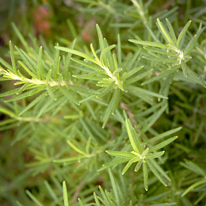 Rosemary