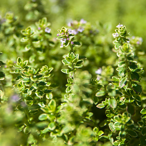 Thyme