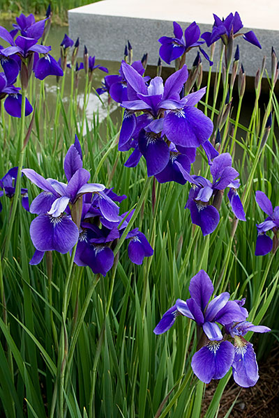 Siberian Iris