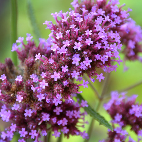Verbena