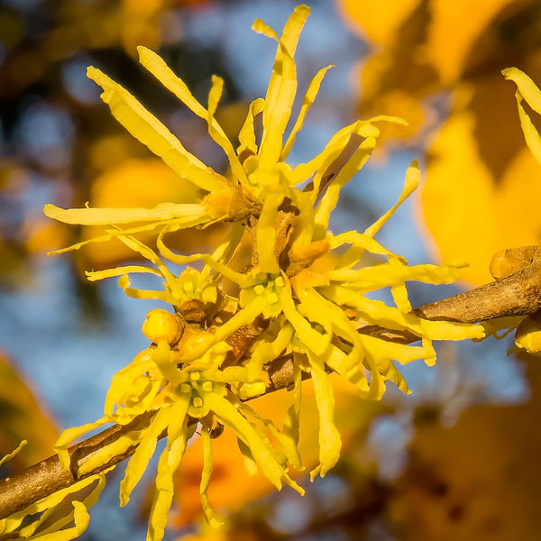 Common Witch Hazel