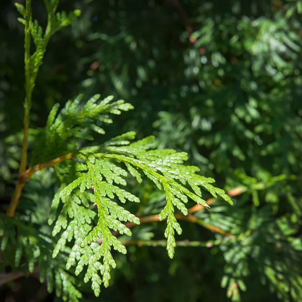 Green Giant Western Red Cedar