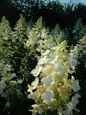Living Fences - Hydrangeas