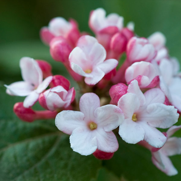 Koreanspice Viburnum