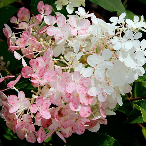 Panicle Hydrangea