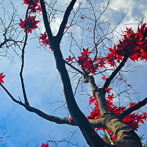Japanese maple winter kill