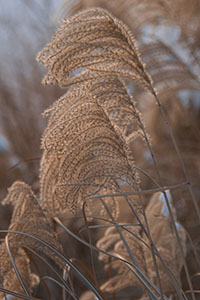 Grasses in winter