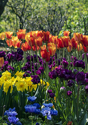 Mixed Bulbs