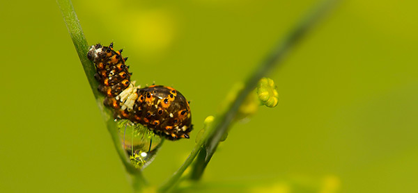 Molting swallowtail butterfly caterpillar
