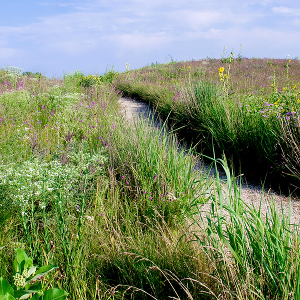 Dixon Prairie