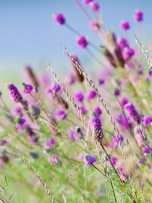 Prairie Plants