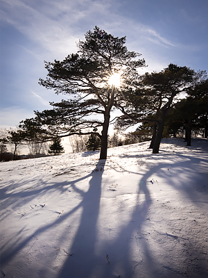 Winter Beauty