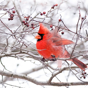 Cardinal in Winter