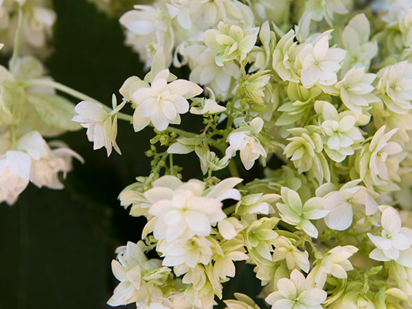 smooth hydrangea