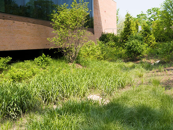 Rain Gardens  Chicago Botanic Garden