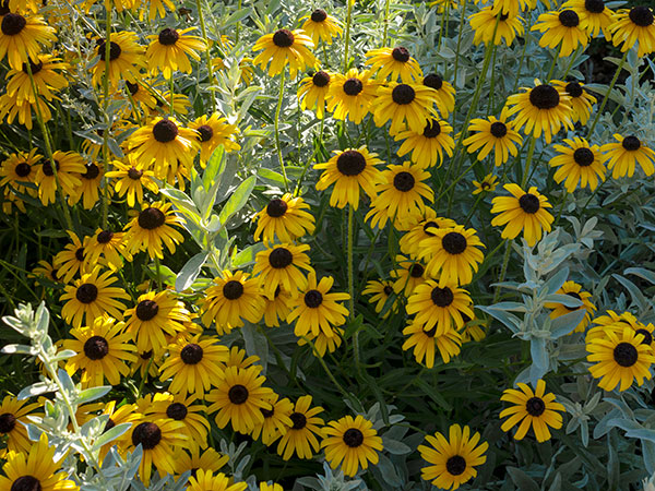 black-eyed susan