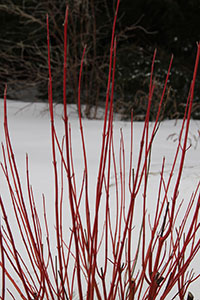 Red Twiged Dogwood