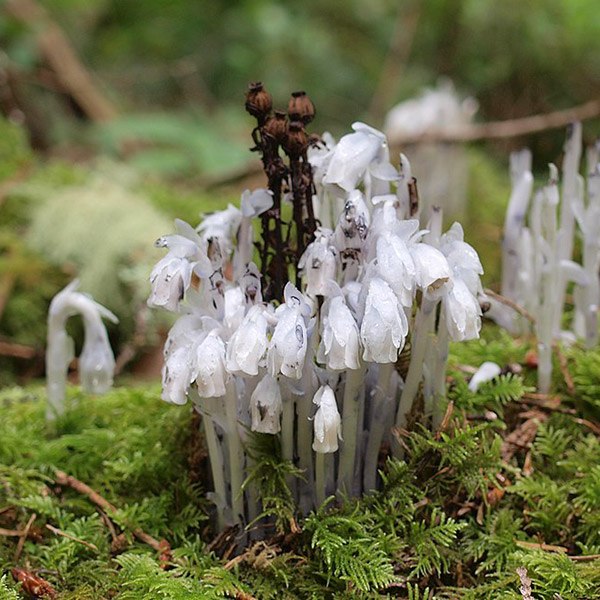 Ghost plant