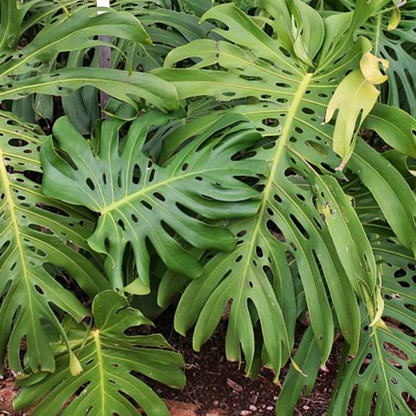 Monstera