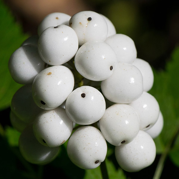 White Baneberry